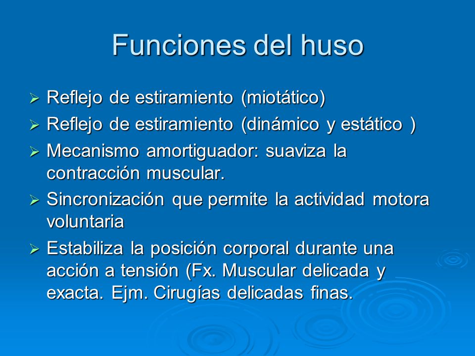 Funciones del huso Reflejo de estiramiento (miotático)