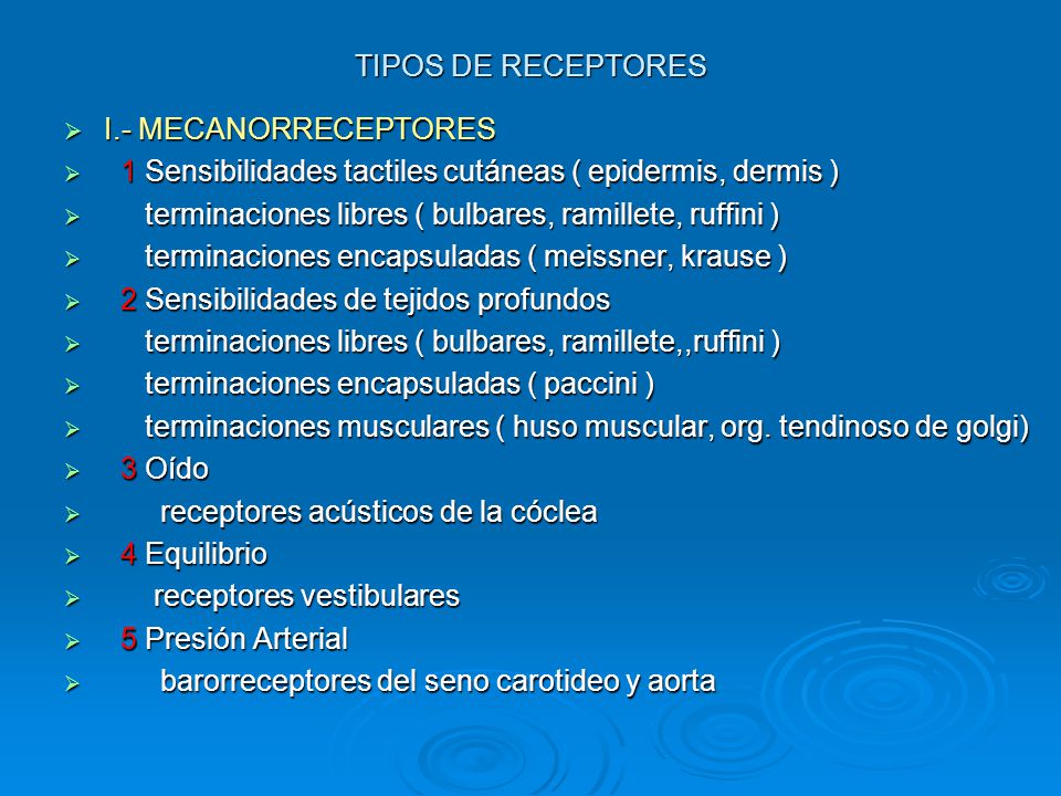 TIPOS DE RECEPTORES I.- MECANORRECEPTORES. 1 Sensibilidades tactiles cutáneas ( epidermis, dermis )