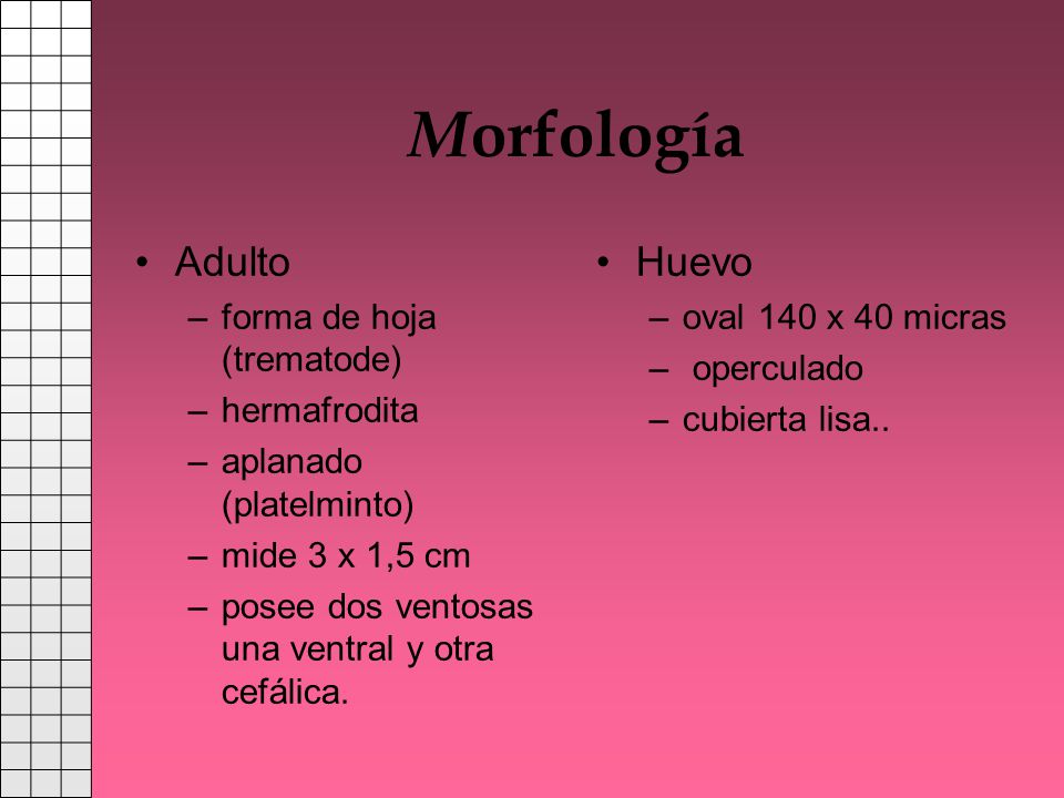 Morfología Adulto Huevo forma de hoja (trematode) hermafrodita