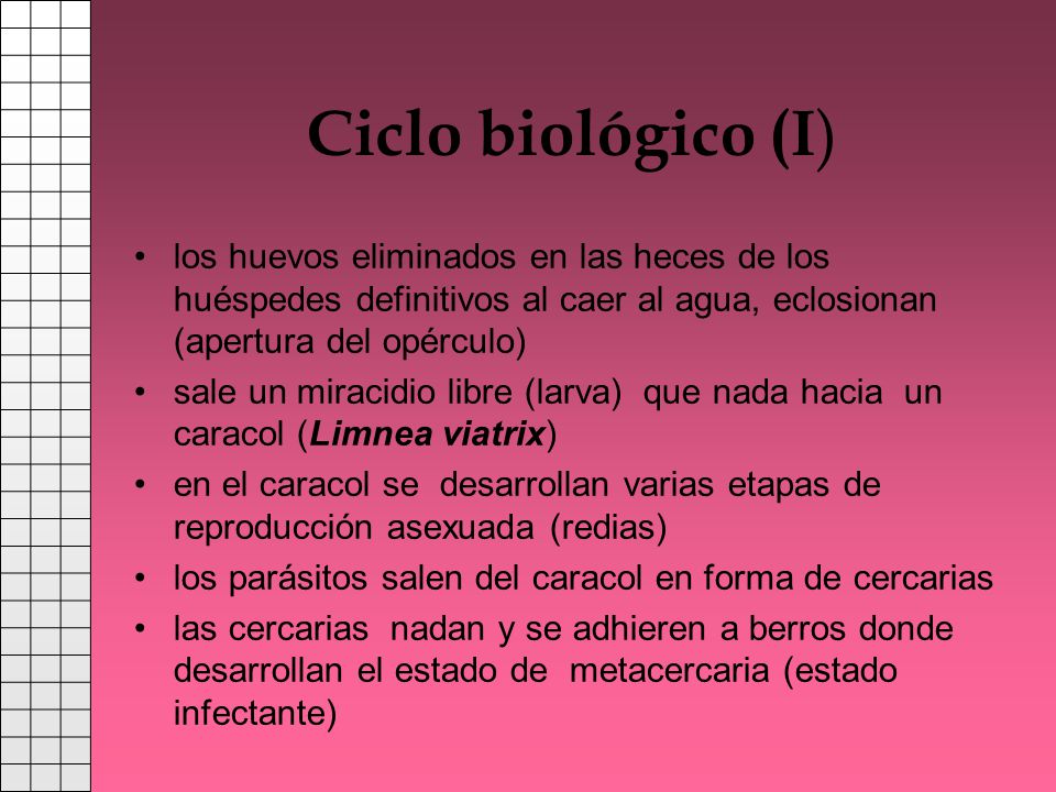 Ciclo biológico (I) los huevos eliminados en las heces de los huéspedes definitivos al caer al agua, eclosionan (apertura del opérculo)