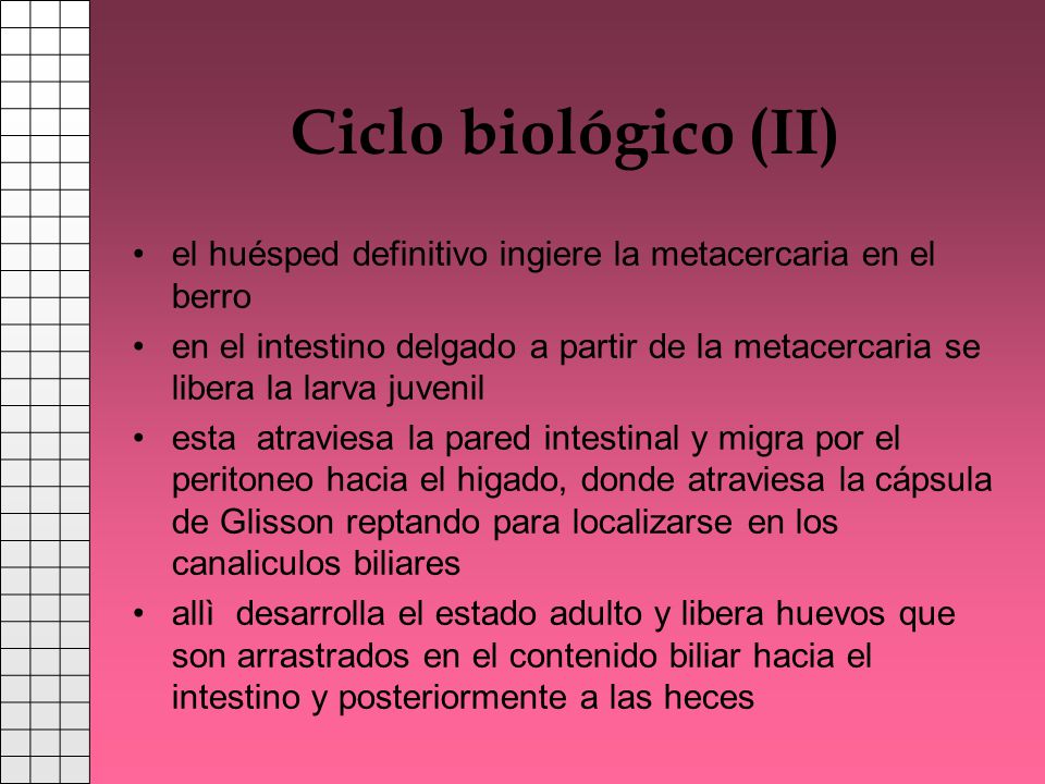 Ciclo biológico (II) el huésped definitivo ingiere la metacercaria en el berro.