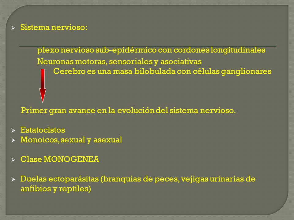 Sistema nervioso: plexo nervioso sub-epidérmico con cordones longitudinales. Neuronas motoras, sensoriales y asociativas.