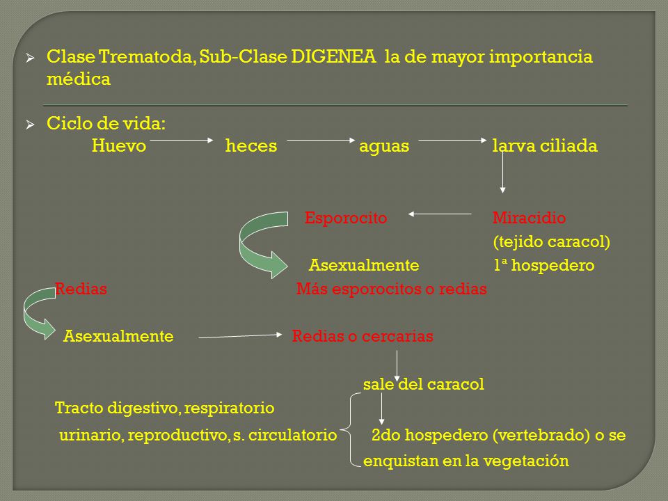 Clase Trematoda, Sub-Clase DIGENEA la de mayor importancia médica
