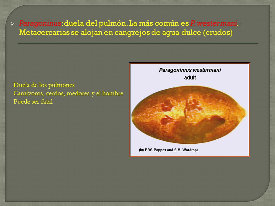 Paragoninus: duela del pulmón. La más común es P. westermani