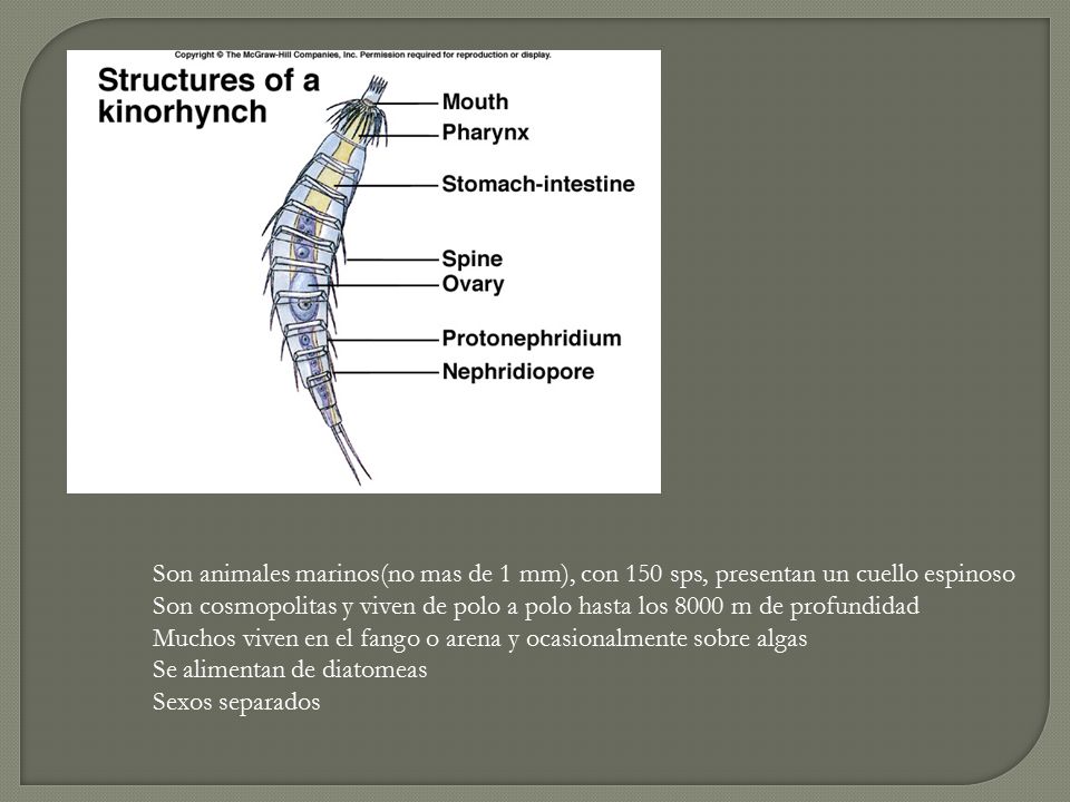 Son animales marinos(no mas de 1 mm), con 150 sps, presentan un cuello espinoso