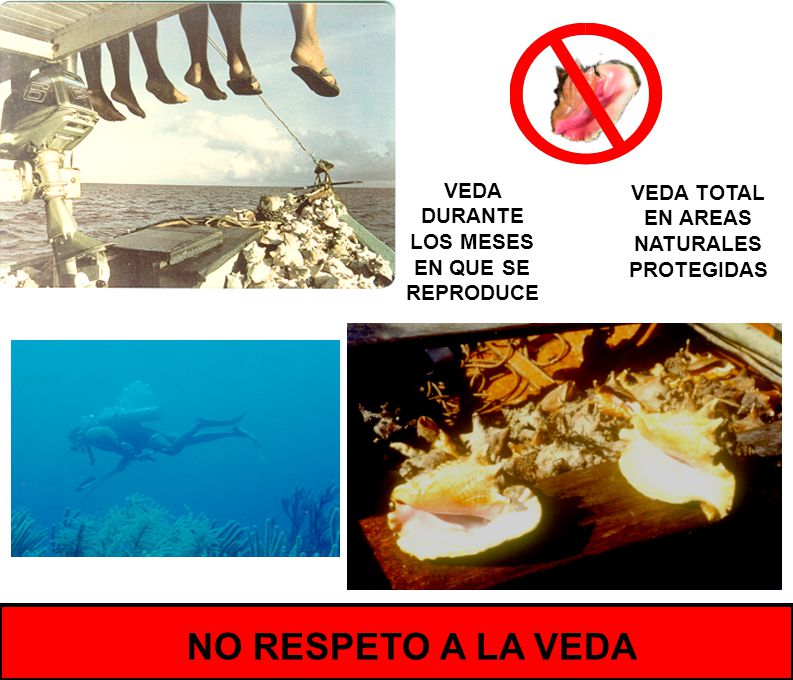 NO RESPETO A LA VEDA VEDA DURANTE LOS MESES EN QUE SE REPRODUCE