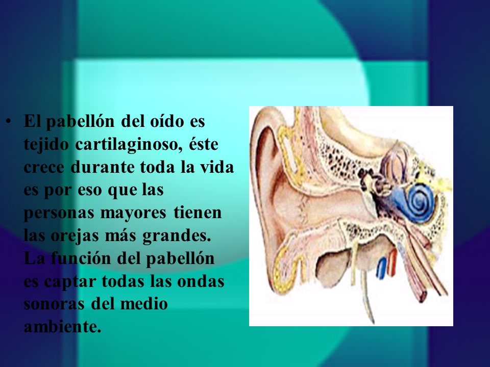 El pabellón del oído es tejido cartilaginoso, éste crece durante toda la vida es por eso que las personas mayores tienen las orejas más grandes.