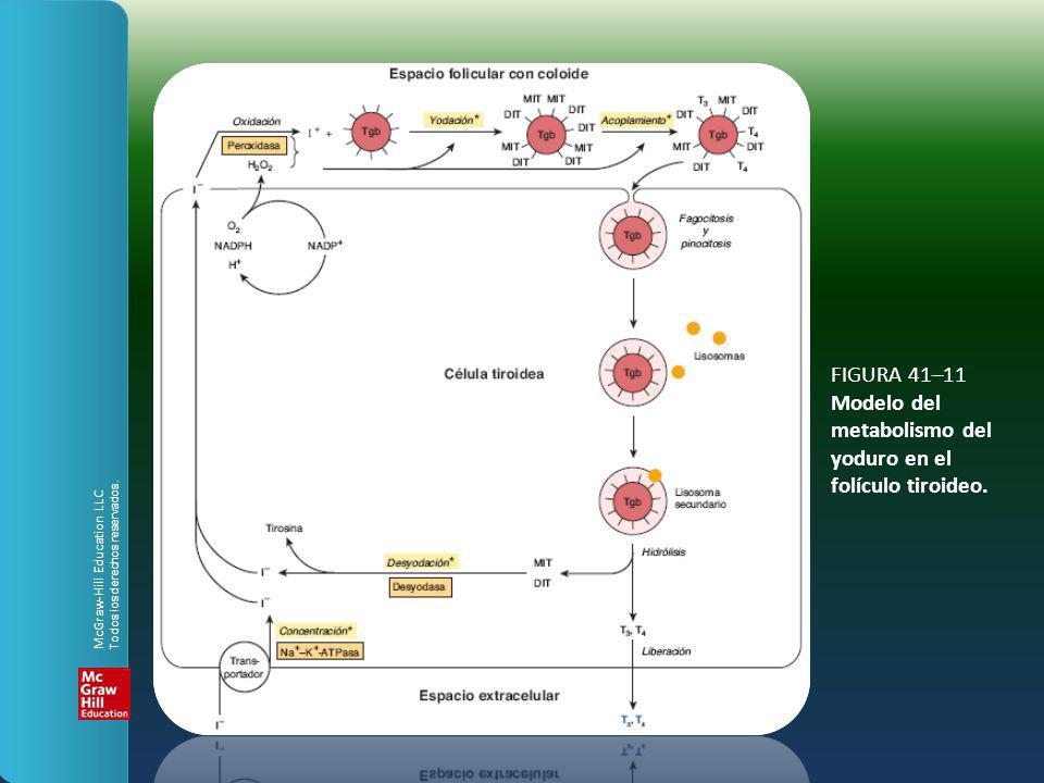 FIGURA 41–11 Modelo del metabolismo del yoduro en el folículo tiroideo.