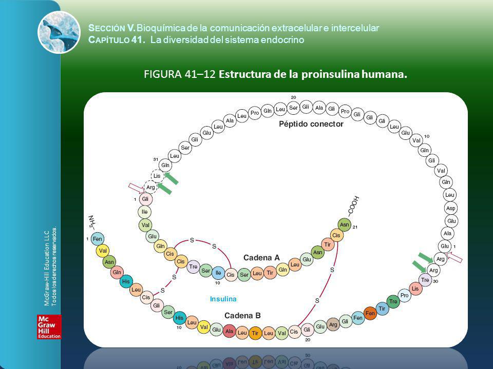 FIGURA 41–12 Estructura de la proinsulina humana.