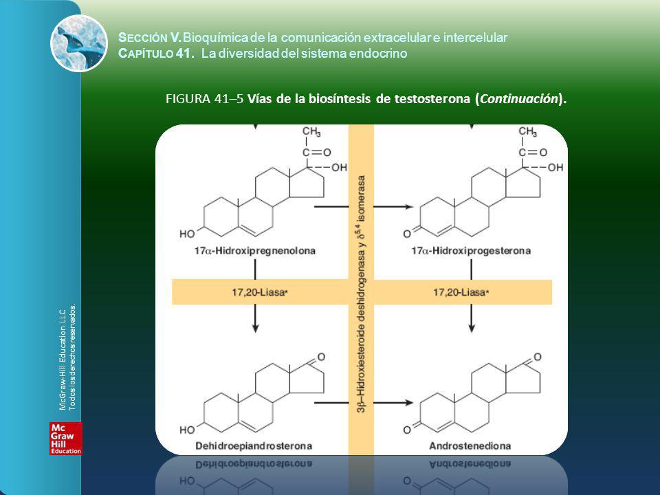 FIGURA 41–5 Vías de la biosíntesis de testosterona (Continuación).