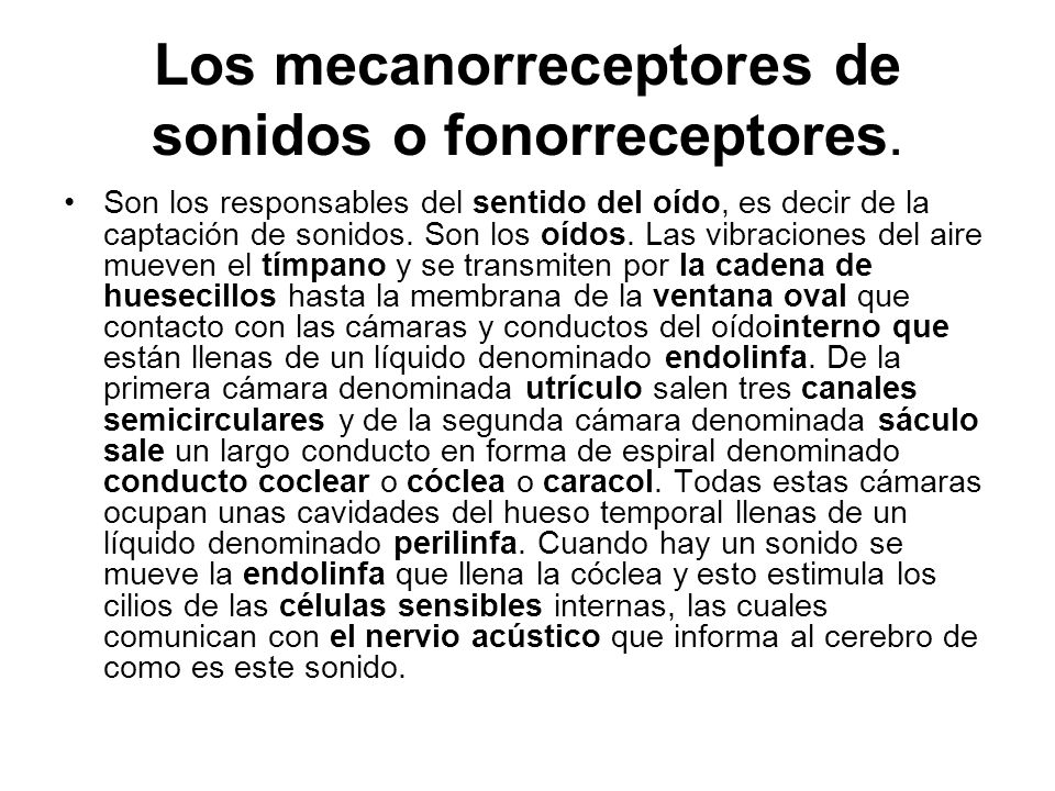 Los mecanorreceptores de sonidos o fonorreceptores.