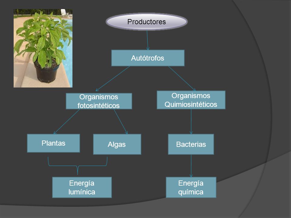 Organismos Quimiosintéticos Organismos fotosintéticos