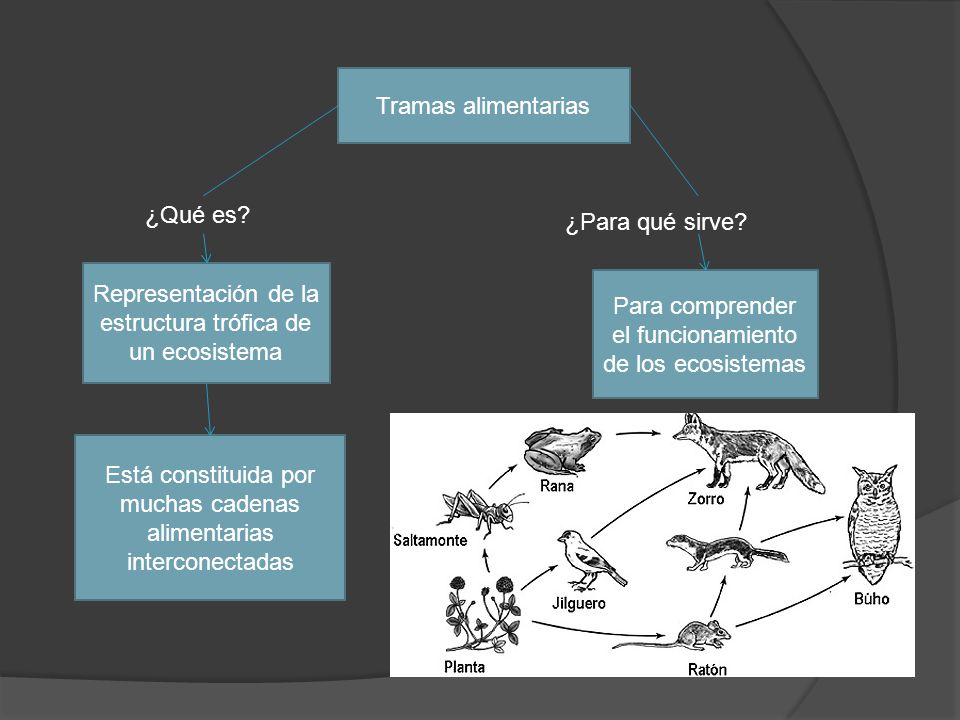 Representación de la estructura trófica de un ecosistema