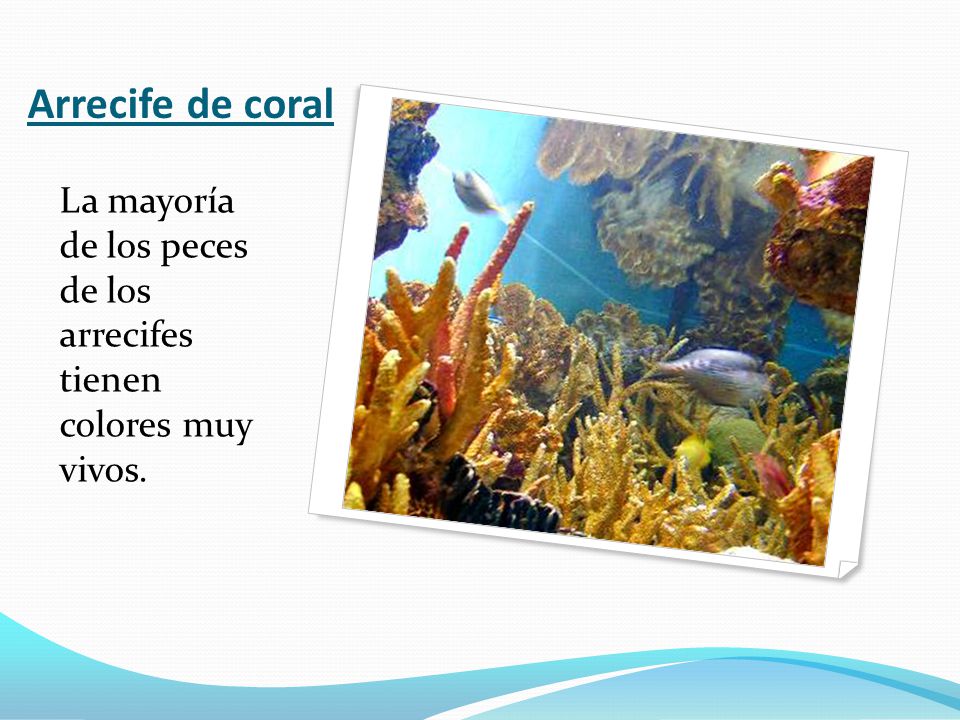 Arrecife de coral La mayoría de los peces de los arrecifes tienen colores muy vivos.