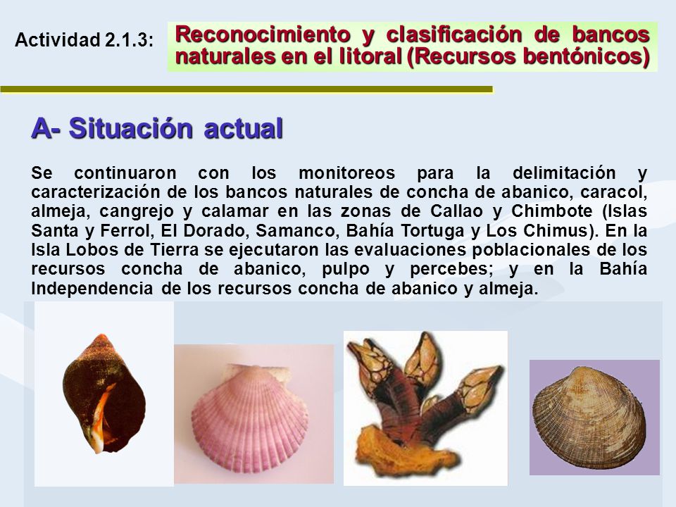 Actividad 2.1.3: Reconocimiento y clasificación de bancos naturales en el litoral (Recursos bentónicos)
