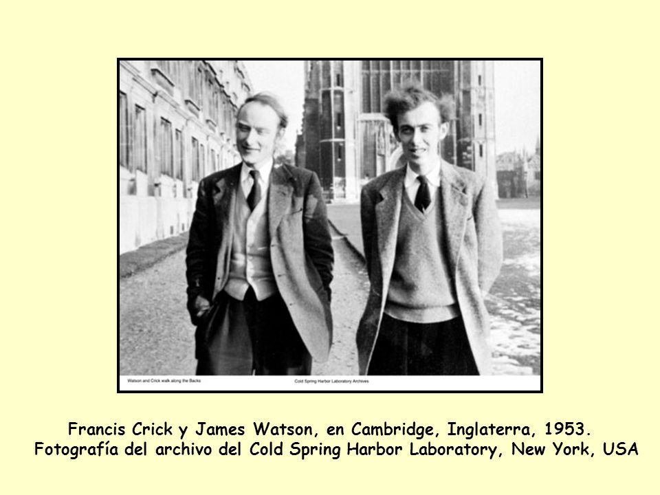 Francis Crick y James Watson, en Cambridge, Inglaterra, 1953.