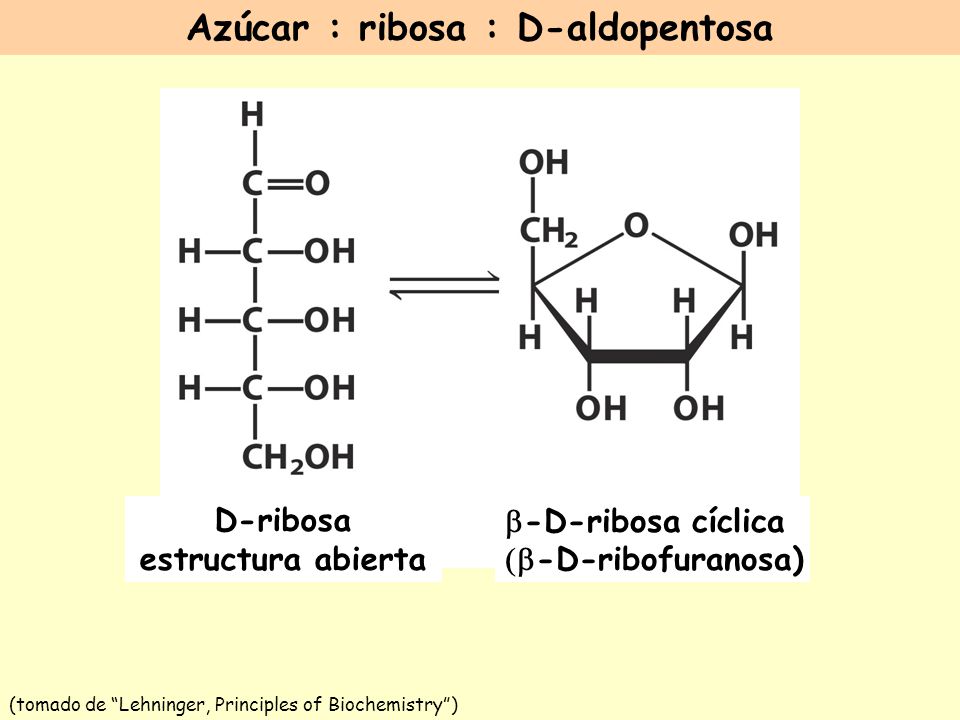 Azúcar : ribosa : D-aldopentosa