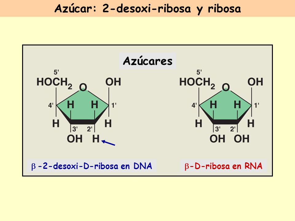 Azúcar: 2-desoxi-ribosa y ribosa b -2-desoxi-D-ribosa en DNA