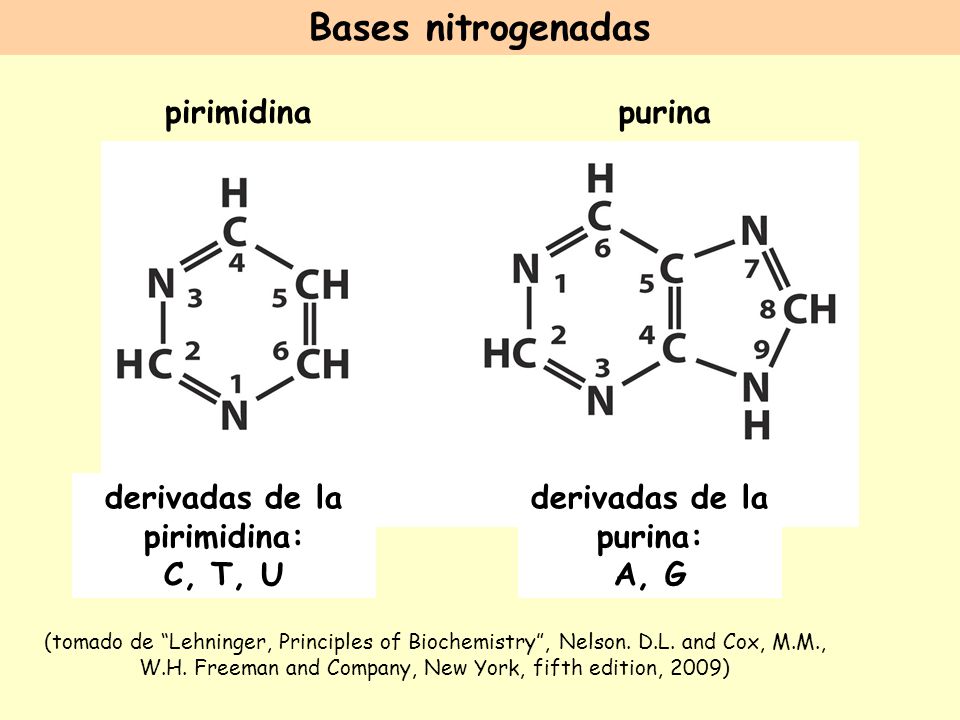 derivadas de la pirimidina: derivadas de la purina: