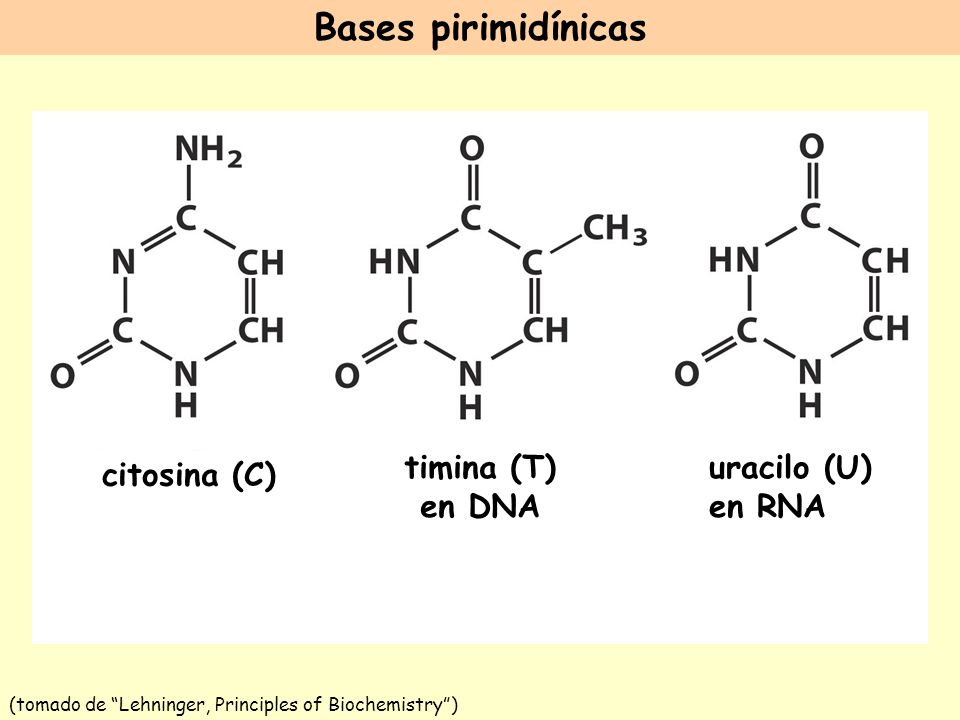 (tomado de Lehninger, Principles of Biochemistry )