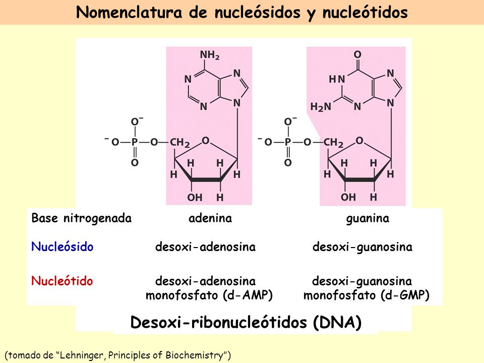 Nomenclatura de nucleósidos y nucleótidos Desoxi-ribonucleótidos (DNA)