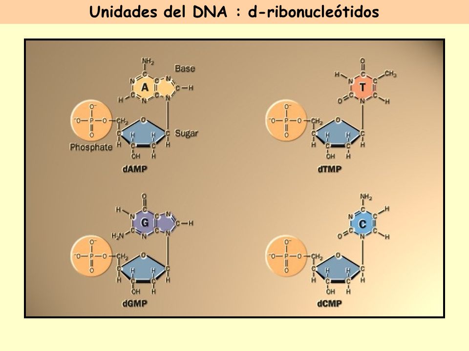 Unidades del DNA : d-ribonucleótidos
