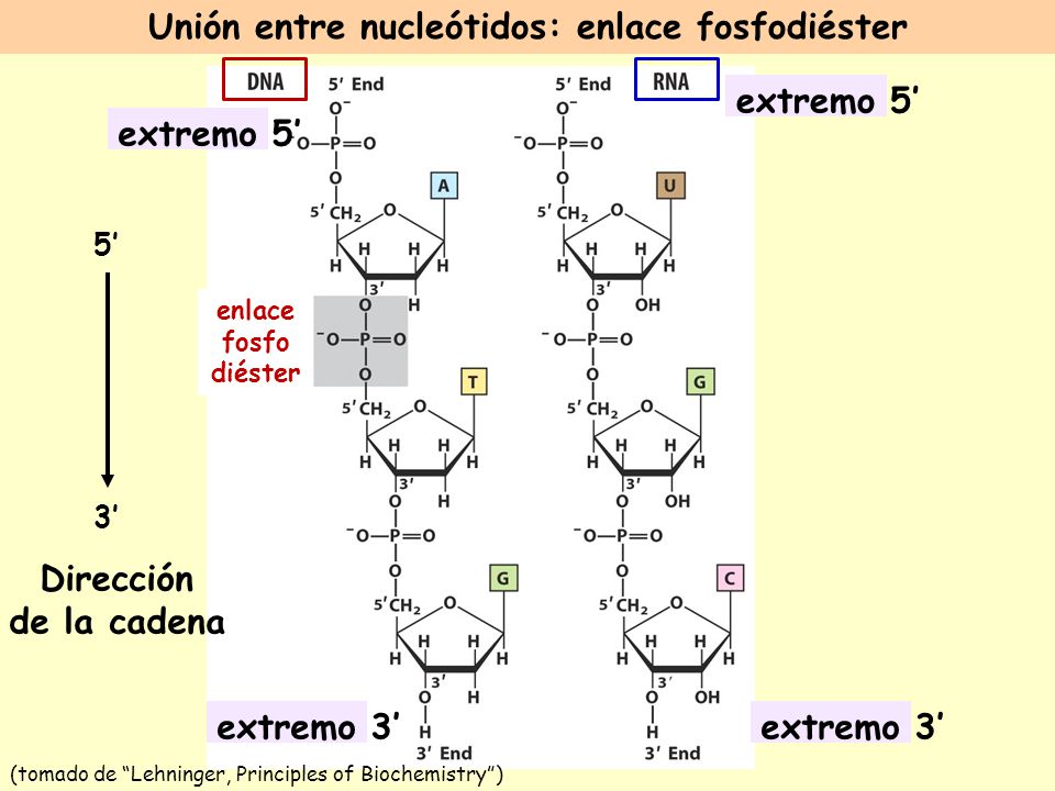 Unión entre nucleótidos: enlace fosfodiéster