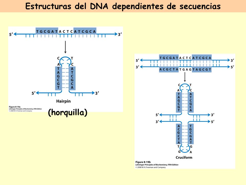 Estructuras del DNA dependientes de secuencias