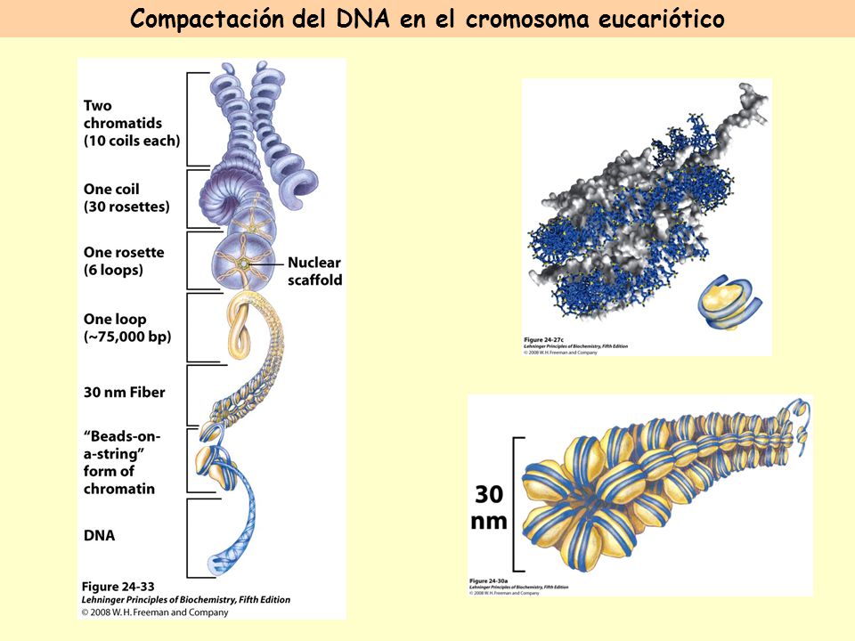 Compactación del DNA en el cromosoma eucariótico
