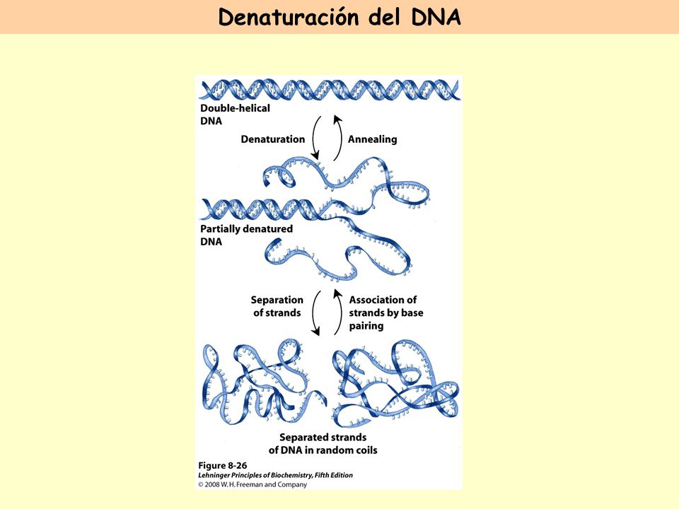 Denaturación del DNA FIGURE 8-26 Reversible denaturation and annealing (renaturation) of DNA.