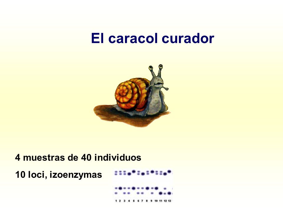 El caracol curador 4 muestras de 40 individuos 10 loci, izoenzymas