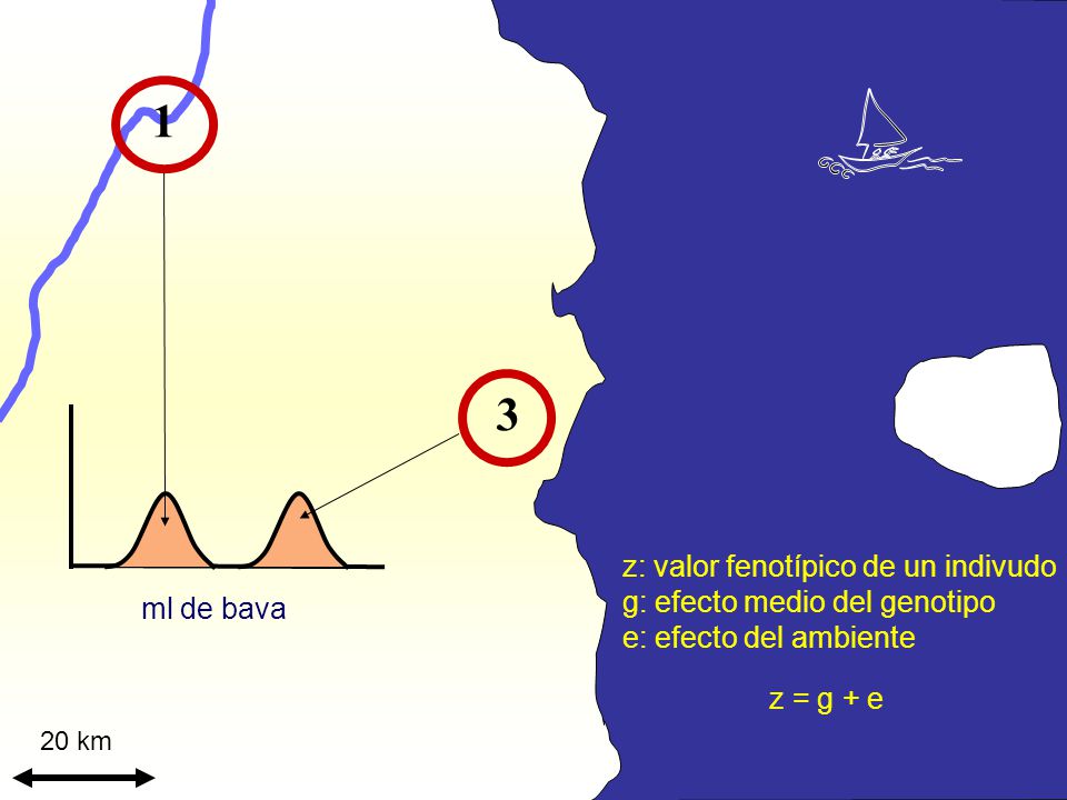 1 3 z: valor fenotípico de un indivudo g: efecto medio del genotipo