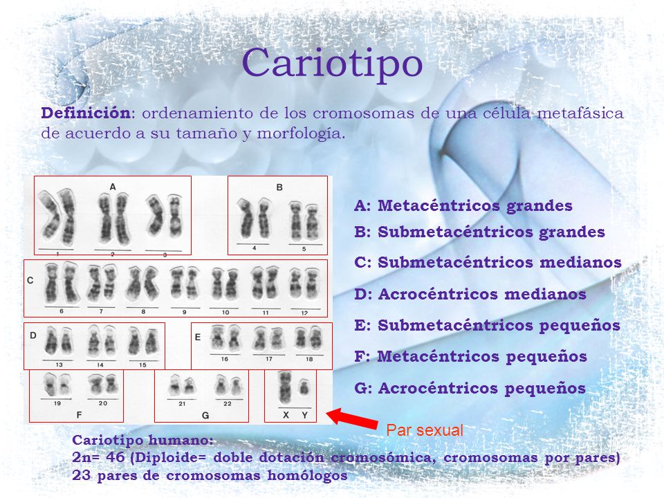 Cariotipo Definición: ordenamiento de los cromosomas de una célula metafásica de acuerdo a su tamaño y morfología.