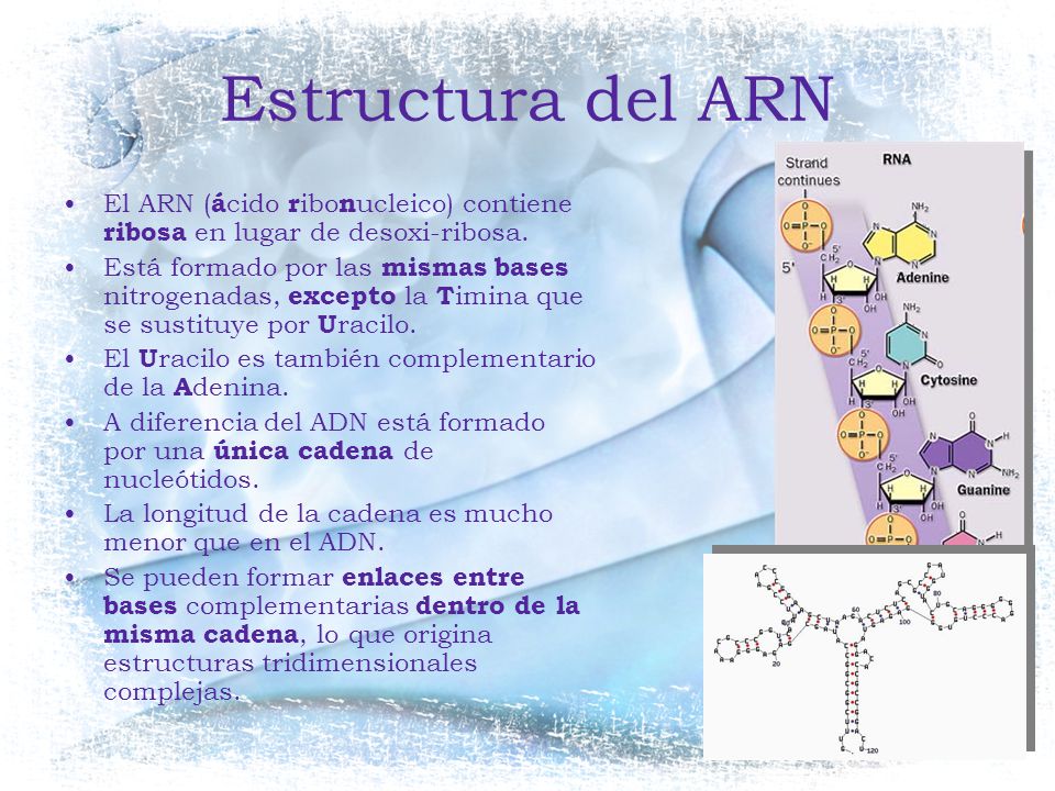 Estructura del ARN El ARN (ácido ribonucleico) contiene ribosa en lugar de desoxi-ribosa.