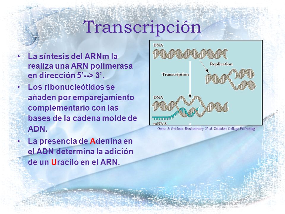 Transcripción Garret & Grisham. Biochemistry 2ª ed. Saunders College Publishing.