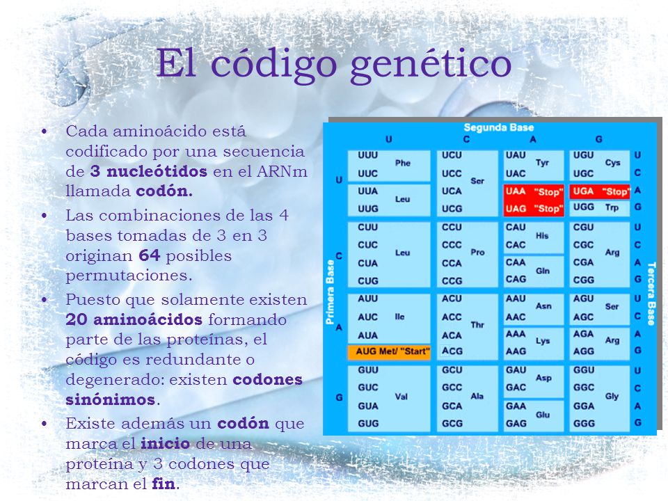 El código genético Cada aminoácido está codificado por una secuencia de 3 nucleótidos en el ARNm llamada codón.