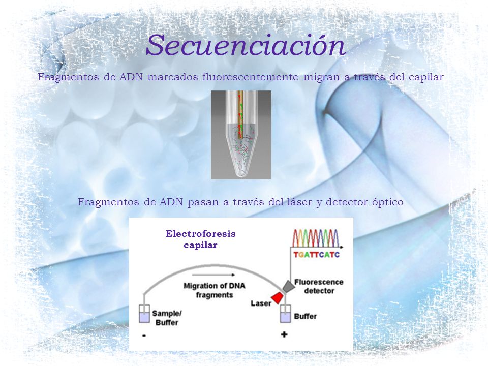 Secuenciación Fragmentos de ADN marcados fluorescentemente migran a través del capilar. Fragmentos de ADN pasan a través del láser y detector óptico.