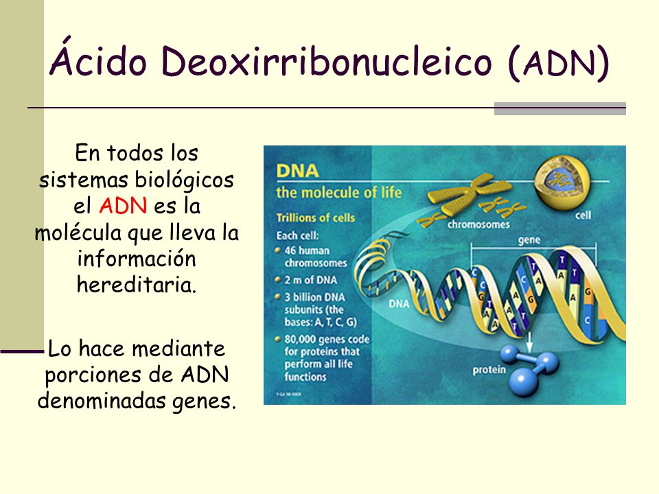 Ácido Deoxirribonucleico (ADN)