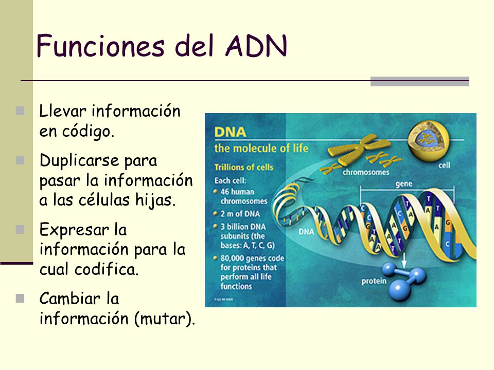 Funciones del ADN Llevar información en código.