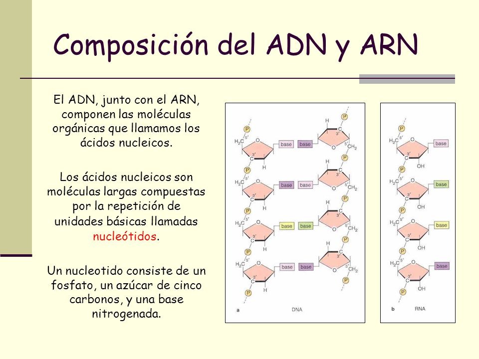 Composición del ADN y ARN