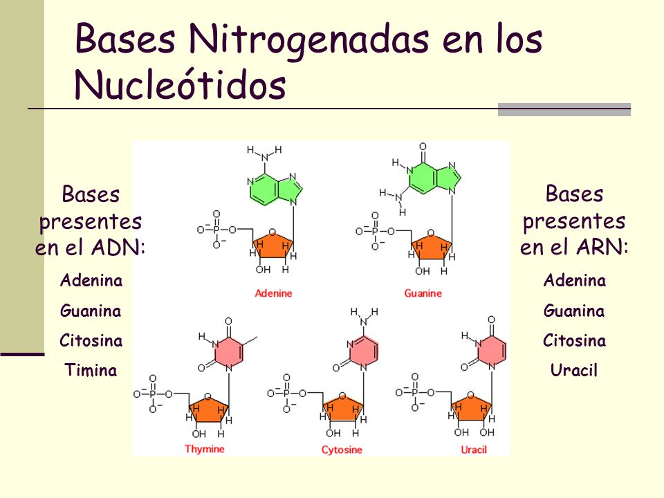 Bases Nitrogenadas en los Nucleótidos