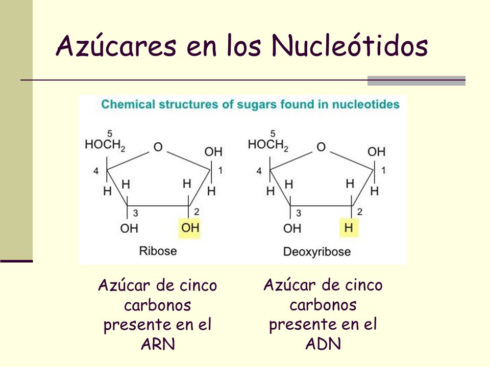 Azúcares en los Nucleótidos