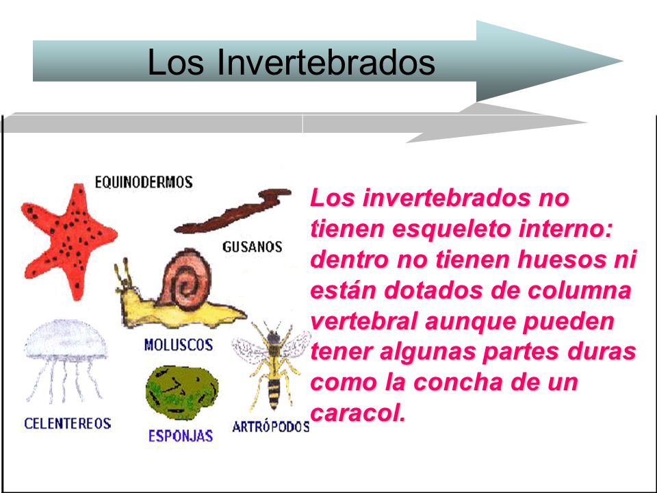 Los Invertebrados