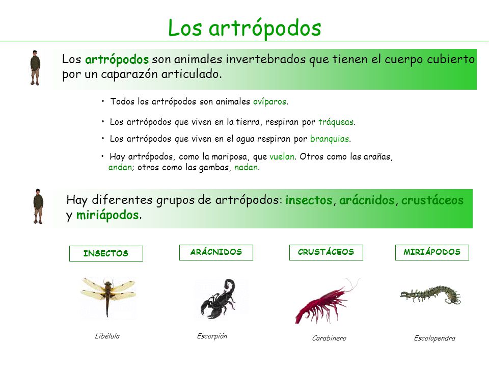Los artrópodos Los artrópodos son animales invertebrados que tienen el cuerpo cubierto por un caparazón articulado.