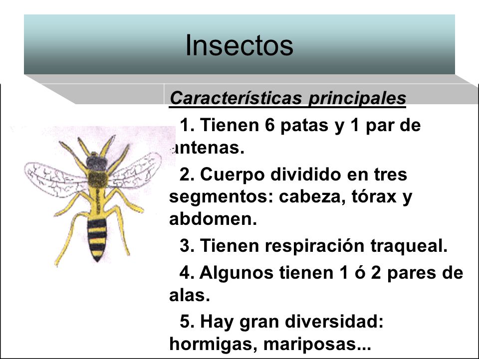 Insectos Características principales