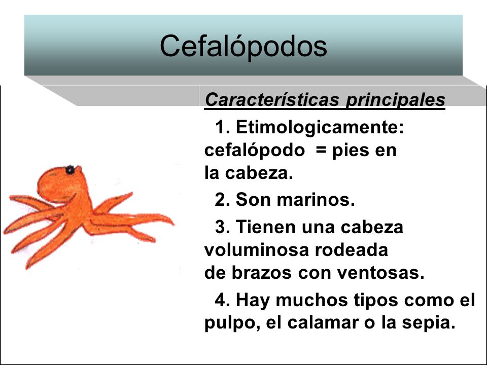 Cefalópodos Características principales