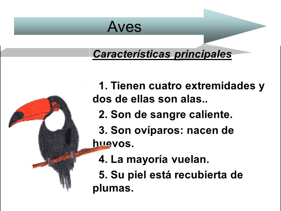 Aves Características principales