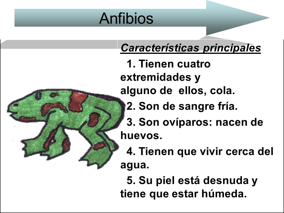 Anfibios Características principales