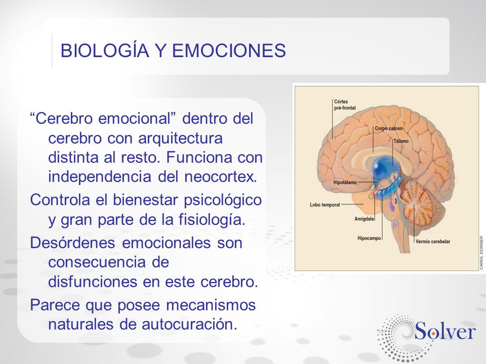 BIOLOGÍA Y EMOCIONES Cerebro emocional dentro del cerebro con arquitectura distinta al resto. Funciona con independencia del neocortex.