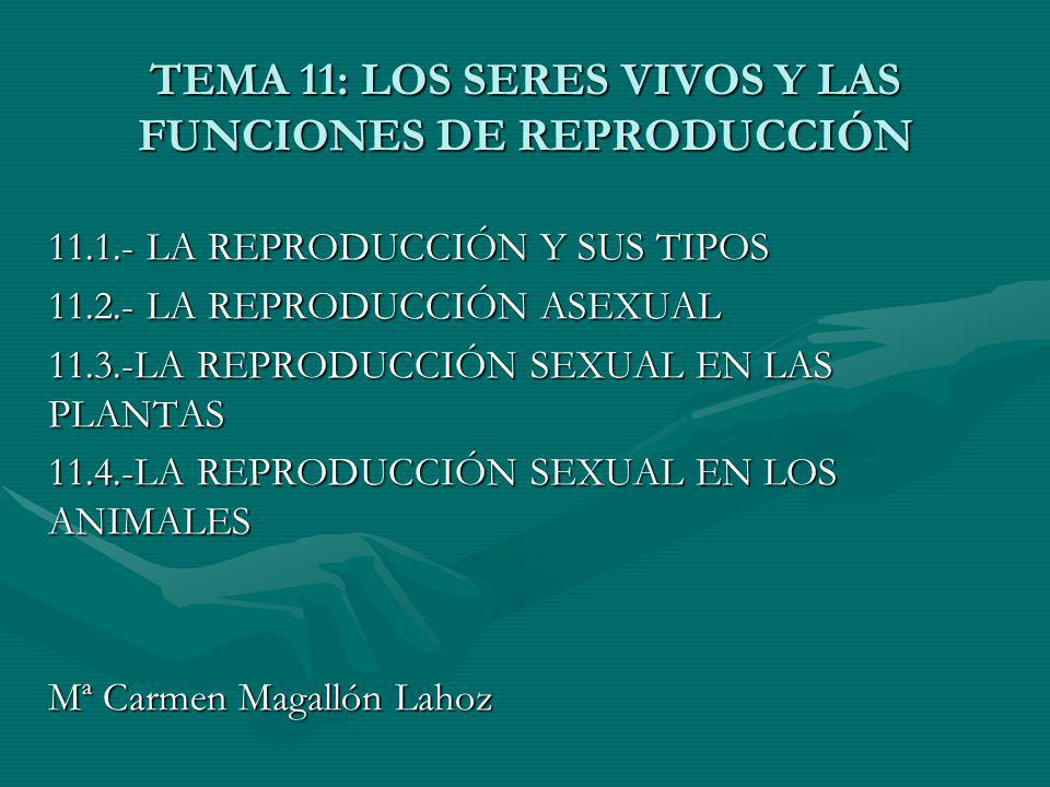 TEMA 11: LOS SERES VIVOS Y LAS FUNCIONES DE REPRODUCCIÓN